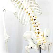SKELETON01-1 (12361-1) Science squelettique flexible squelette grandeur nature 170cm modèles squelettiques anatomiques